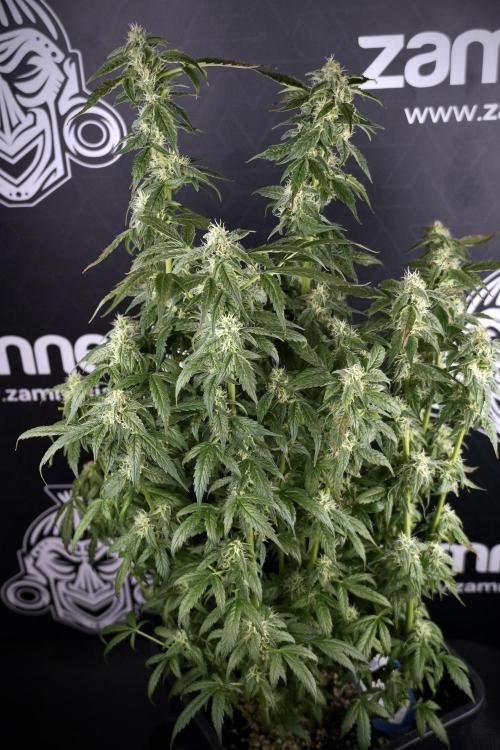 Cosmic Noodles a Zamnesia Dish. Week 9 - Over watered Plant