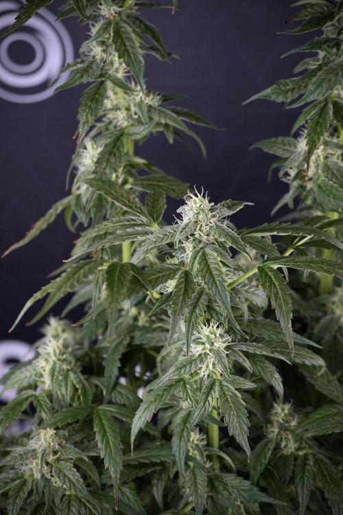 Cosmic Noodles a Zamnesia Dish. Week 9 - Over watered Plant