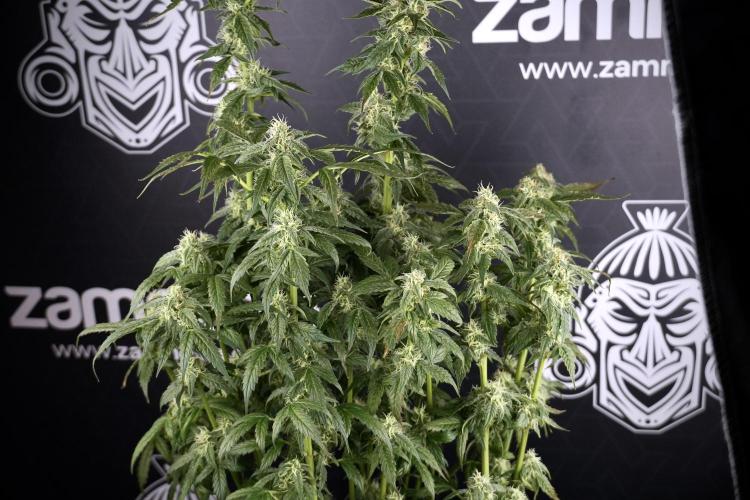 Cosmic Noodles a Zamnesia Dish. Week 9 - Over watered Plant