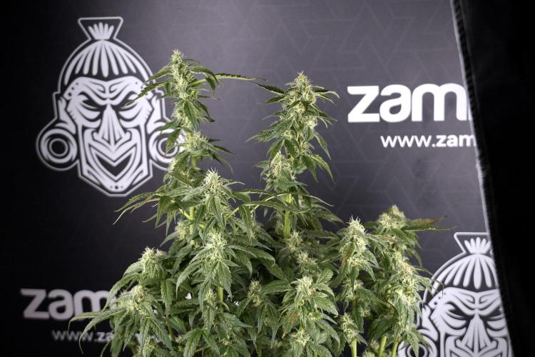 Cosmic Noodles a Zamnesia Dish. Week 9 - Over watered Plant