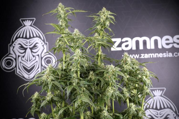 Cosmic Noodles a Zamnesia Dish. Week 9 - Over watered Plant