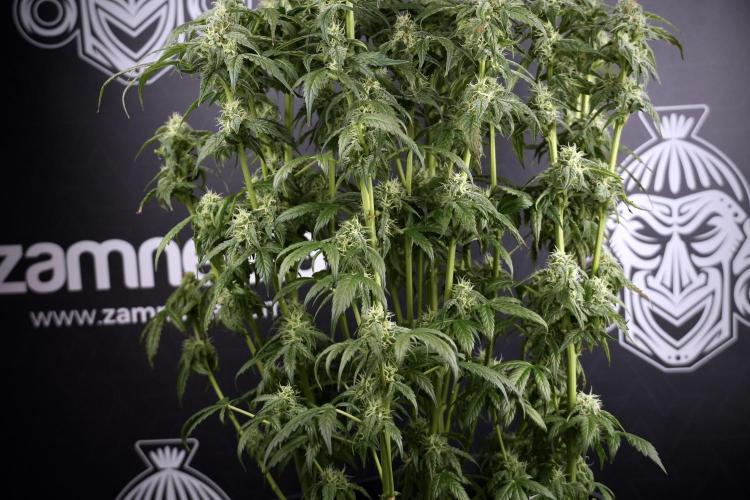 Cosmic Noodles a Zamnesia Dish. Week 9 - Over watered Plant