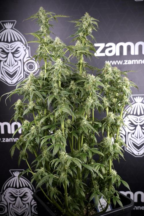 Cosmic Noodles a Zamnesia Dish. Week 9 - Over watered Plant