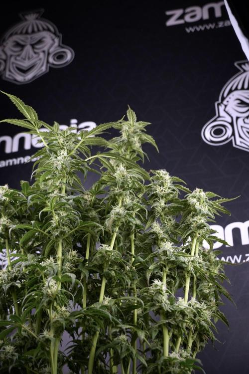 Cosmic Noodles a Zamnesia Dish. Week 9 - Over watered Plant