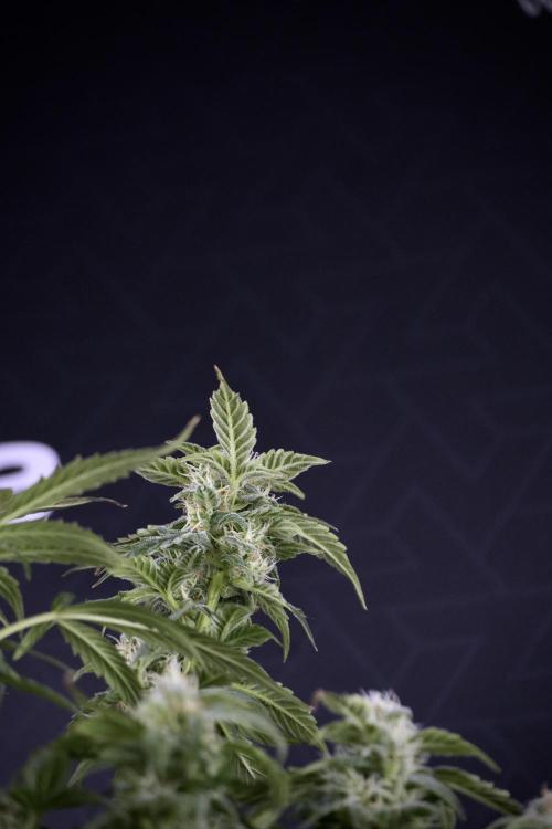 Cosmic Noodles a Zamnesia Dish. Week 9 - Over watered Plant