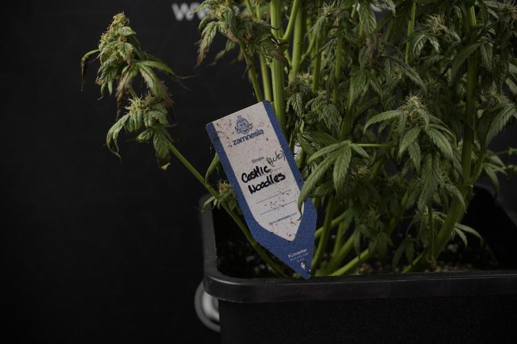 Cosmic Noodles a Zamnesia Dish. Week 9 - Over watered Plant