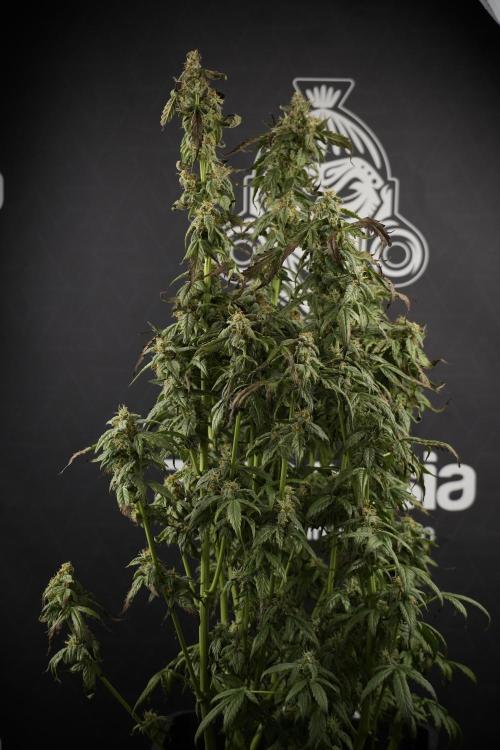 Cosmic Noodles a Zamnesia Dish. Week 9 - Over watered Plant