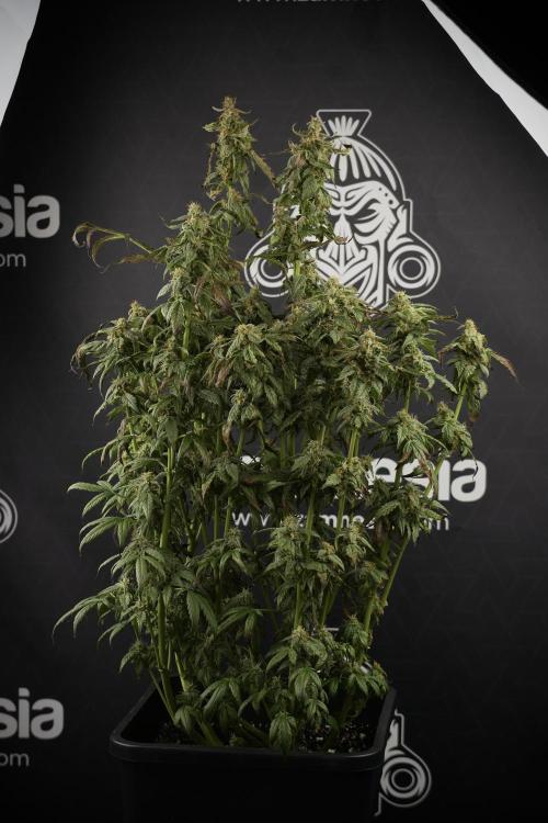 Cosmic Noodles a Zamnesia Dish. Week 9 - Over watered Plant