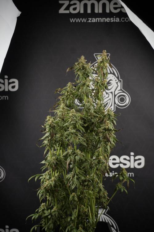 Cosmic Noodles a Zamnesia Dish. Week 9 - Over watered Plant