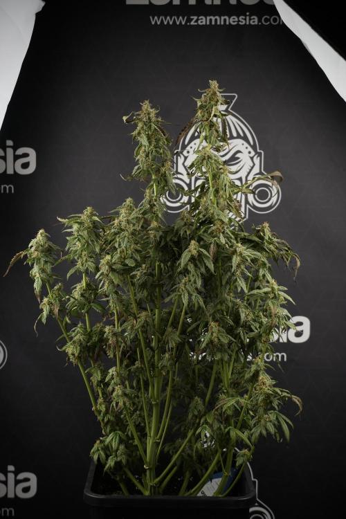Cosmic Noodles a Zamnesia Dish. Week 9 - Over watered Plant