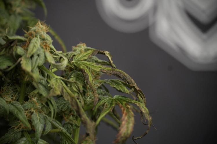Cosmic Noodles a Zamnesia Dish. Week 9 - Over watered Plant