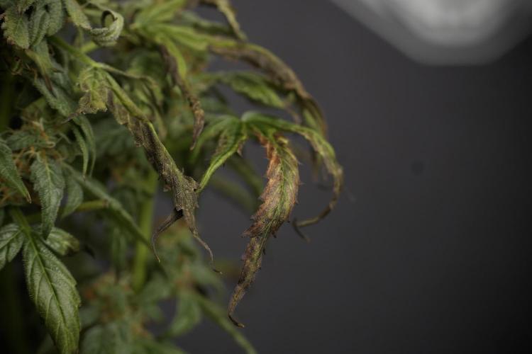 Cosmic Noodles a Zamnesia Dish. Week 9 - Over watered Plant