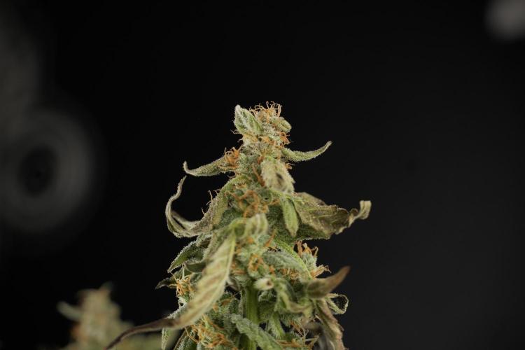 Cosmic Noodles a Zamnesia Dish. Week 9 - Over watered Plant
