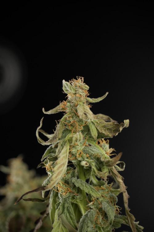 Cosmic Noodles a Zamnesia Dish. Week 9 - Over watered Plant