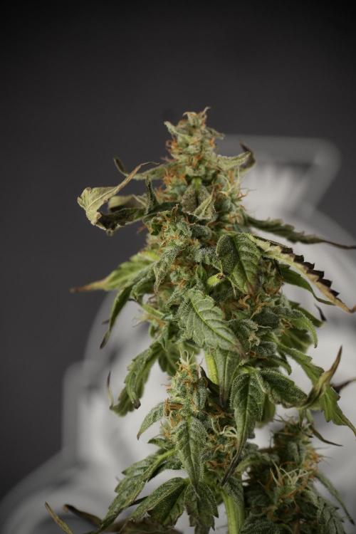 Cosmic Noodles a Zamnesia Dish. Week 9 - Over watered Plant