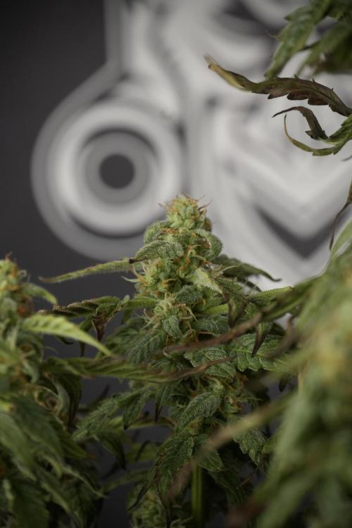 Cosmic Noodles a Zamnesia Dish. Week 9 - Over watered Plant