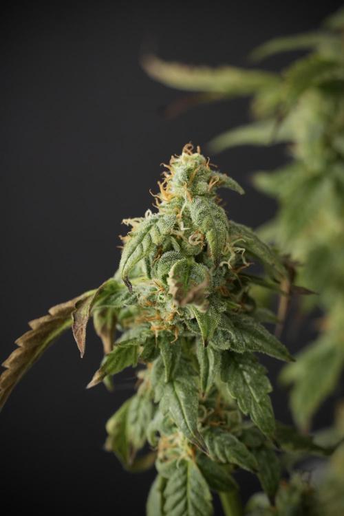 Cosmic Noodles a Zamnesia Dish. Week 9 - Over watered Plant