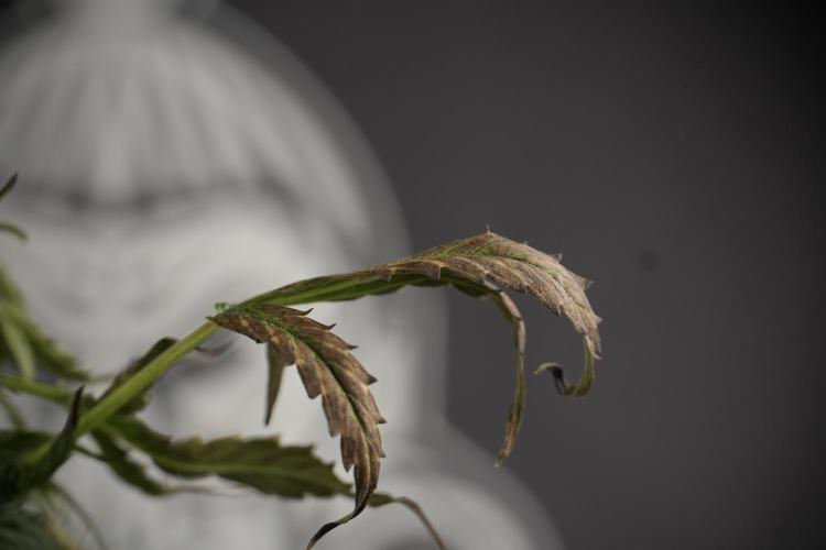 Cosmic Noodles a Zamnesia Dish. Week 9 - Over watered Plant