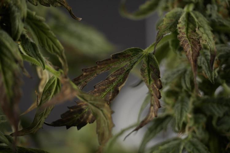 Cosmic Noodles a Zamnesia Dish. Week 9 - Over watered Plant