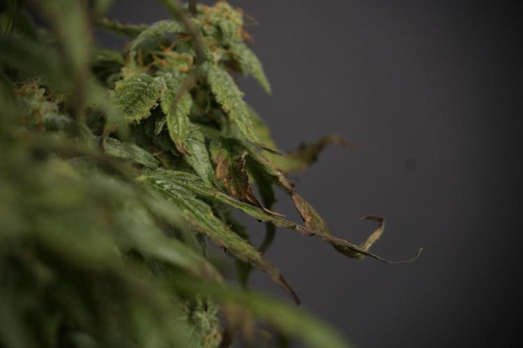 Cosmic Noodles a Zamnesia Dish. Week 9 - Over watered Plant