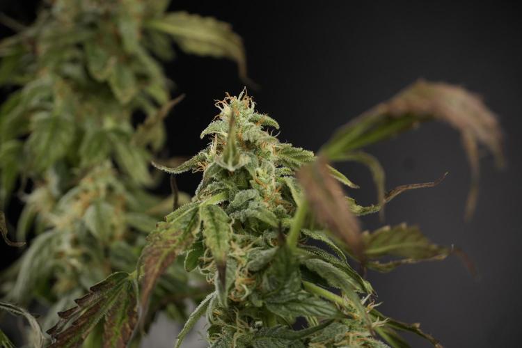 Cosmic Noodles a Zamnesia Dish. Week 9 - Over watered Plant