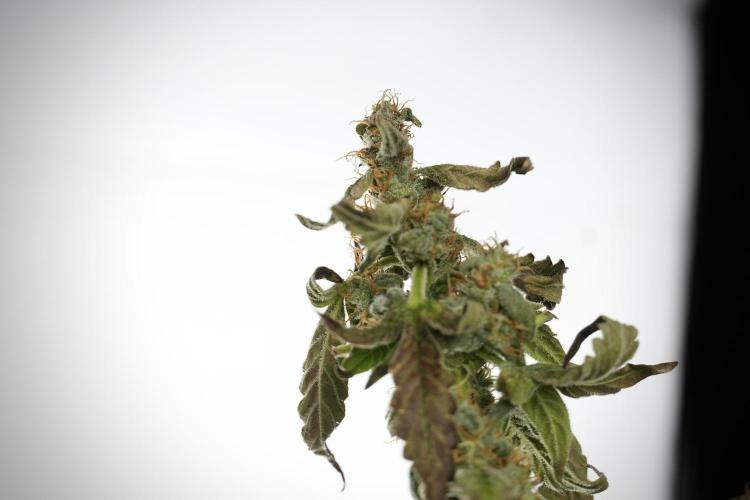 Cosmic Noodles a Zamnesia Dish. Week 9 - Over watered Plant