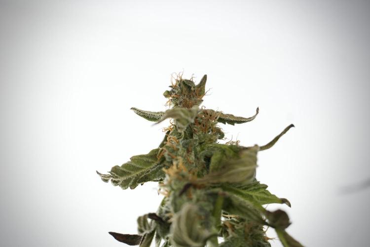 Cosmic Noodles a Zamnesia Dish. Week 9 - Over watered Plant