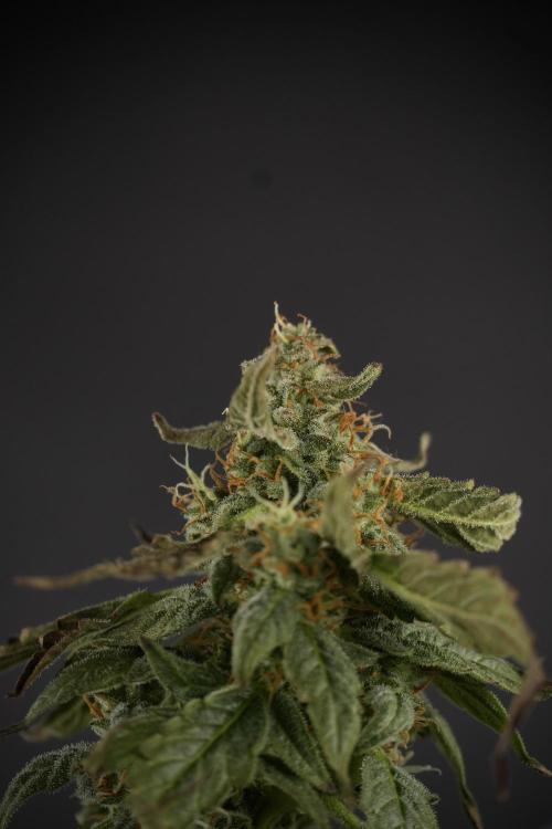 Cosmic Noodles a Zamnesia Dish. Week 9 - Over watered Plant