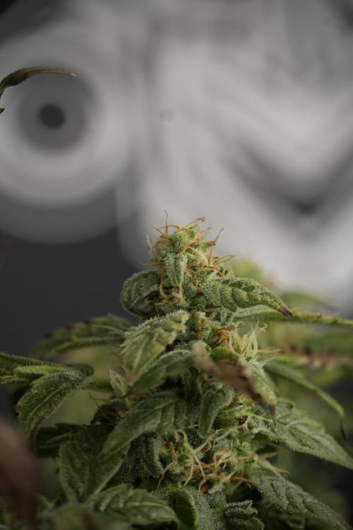 Cosmic Noodles a Zamnesia Dish. Week 9 - Over watered Plant