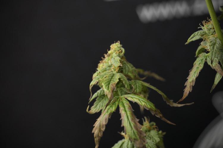 Cosmic Noodles a Zamnesia Dish. Week 9 - Over watered Plant