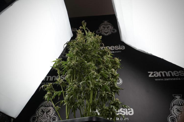 Cosmic Noodles a Zamnesia Dish. Week 9 - Over watered Plant