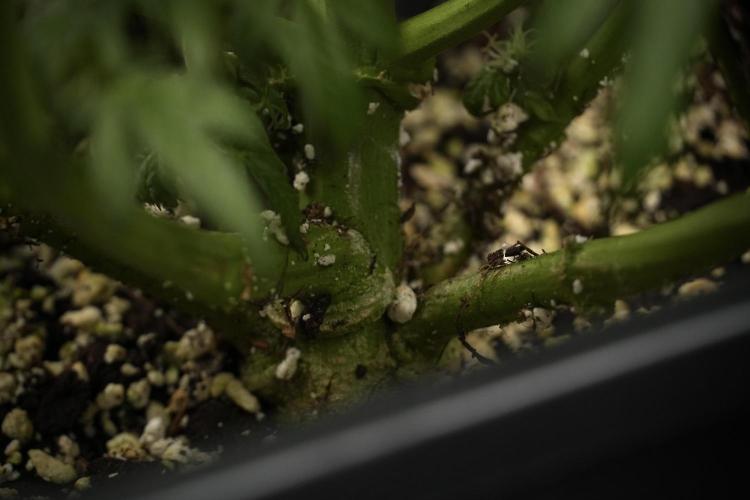Cosmic Noodles a Zamnesia Dish. Week 9 - Over watered Plant