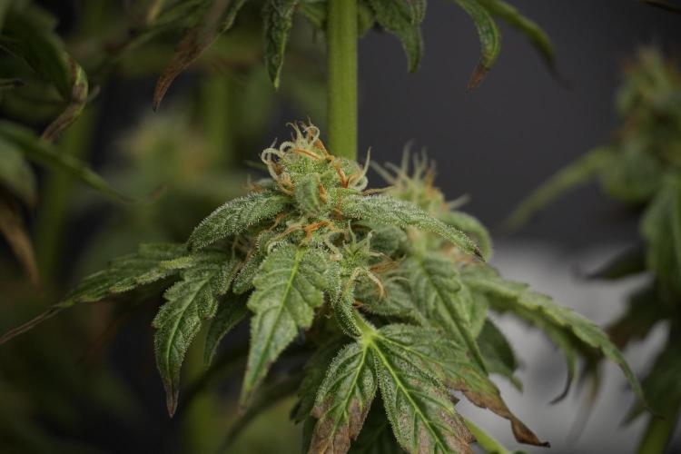 Cosmic Noodles a Zamnesia Dish. Week 9 - Over watered Plant