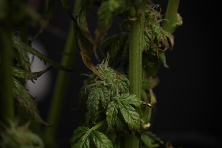 Cosmic Noodles a Zamnesia Dish. Week 9 - Over watered Plant