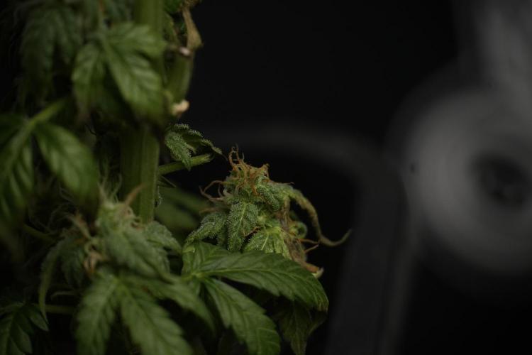 Cosmic Noodles a Zamnesia Dish. Week 9 - Over watered Plant