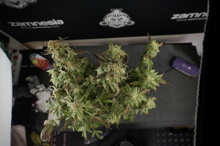 Cosmic Noodles a Zamnesia Dish. Week 9 - Over watered Plant