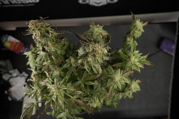 Cosmic Noodles a Zamnesia Dish. Week 9 - Over watered Plant