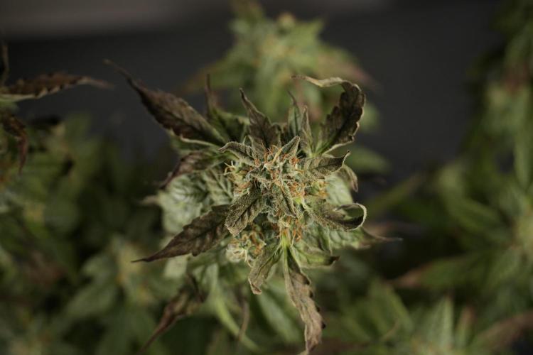 Cosmic Noodles a Zamnesia Dish. Week 9 - Over watered Plant