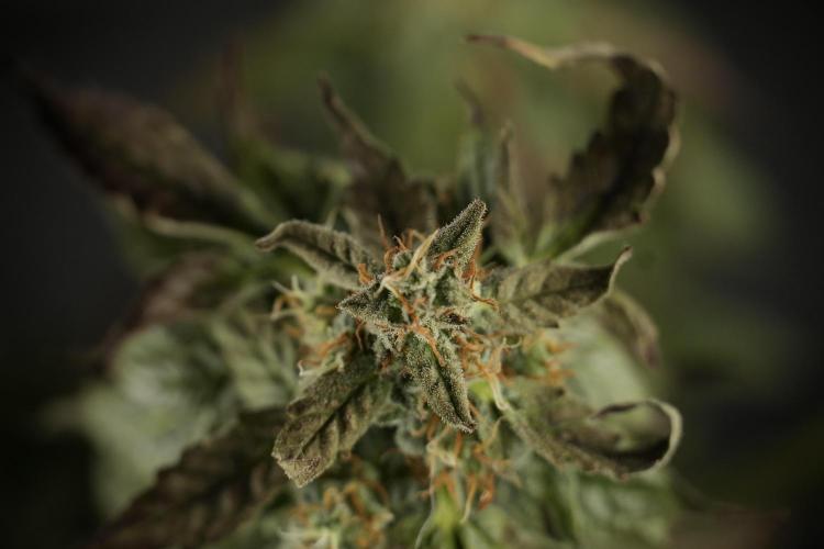 Cosmic Noodles a Zamnesia Dish. Week 9 - Over watered Plant