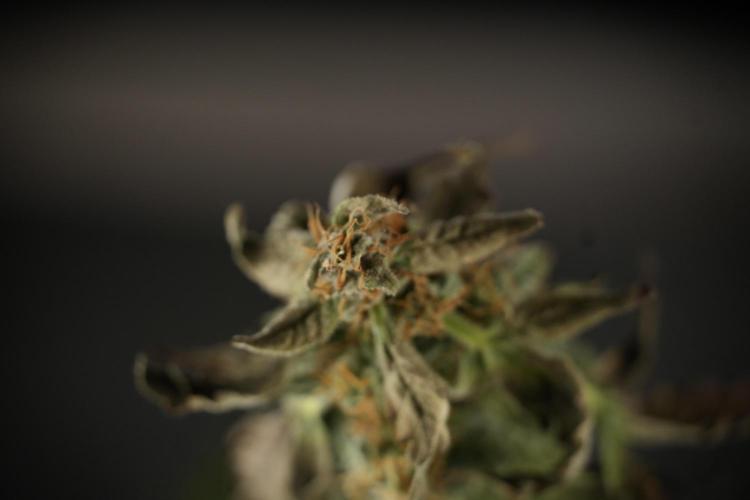 Cosmic Noodles a Zamnesia Dish. Week 9 - Over watered Plant