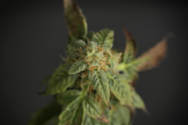 Cosmic Noodles a Zamnesia Dish. Week 9 - Over watered Plant