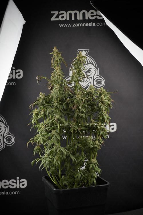 Cosmic Noodles a Zamnesia Dish. Week 9 - Over watered Plant