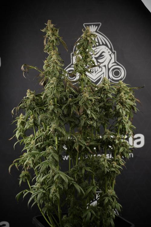 Cosmic Noodles a Zamnesia Dish. Week 9 - Over watered Plant