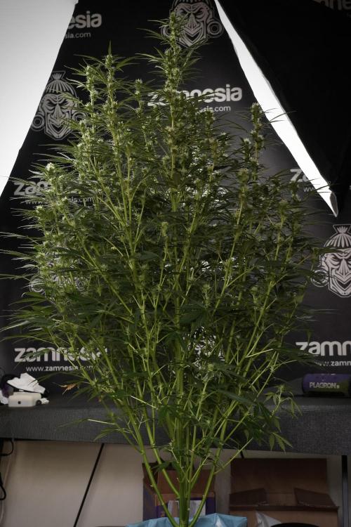 Cosmic Noodles a Zamnesia Dish. Week 9 - Plant A 