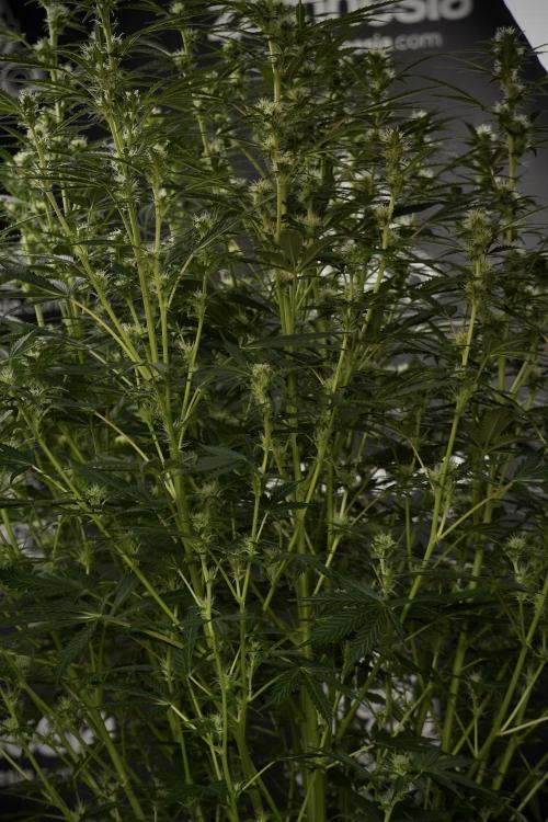 Cosmic Noodles a Zamnesia Dish. Week 9 - Plant A 