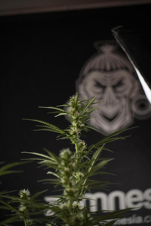Cosmic Noodles a Zamnesia Dish. Week 9 - Plant A 