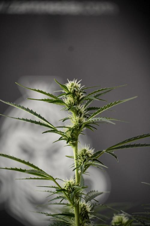 Cosmic Noodles a Zamnesia Dish. Week 9 - Plant A 