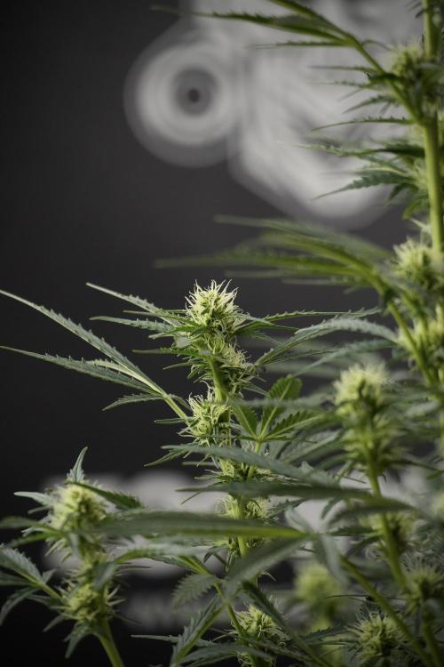 Cosmic Noodles a Zamnesia Dish. Week 9 - Plant A 
