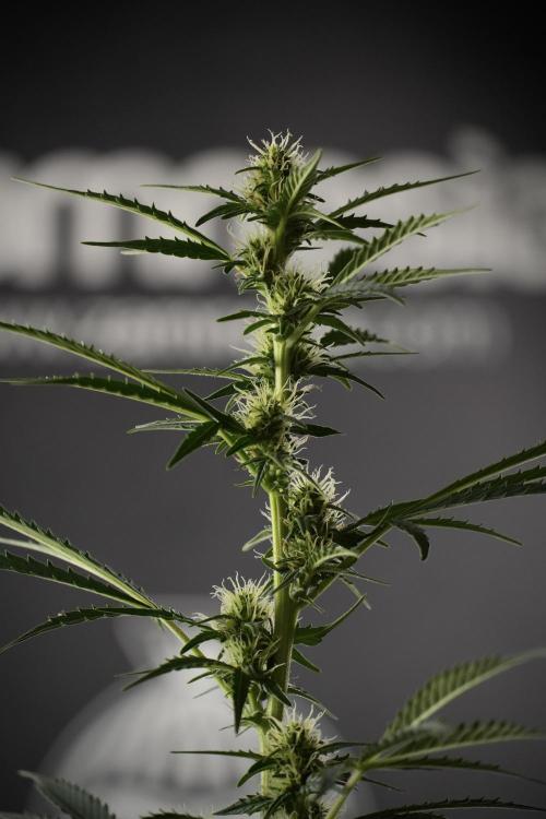 Cosmic Noodles a Zamnesia Dish. Week 9 - Plant A 
