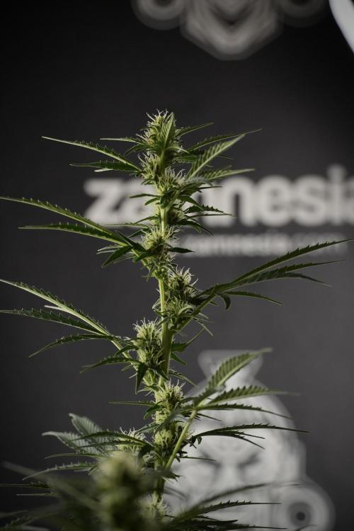 Cosmic Noodles a Zamnesia Dish. Week 9 - Plant A 